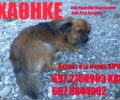 Ψάχνουν τη σκυλίτσα Κίρκη χάθηκε στο Κερατσίνι Αττικής